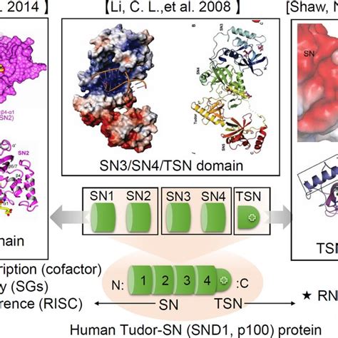 tudor domain containing protein